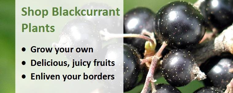 Shop blackcurrant plants banner